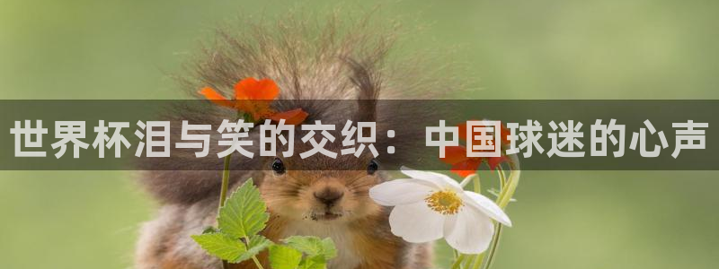 2026世界杯日期：世界杯泪与笑的交织：中国球迷的心声