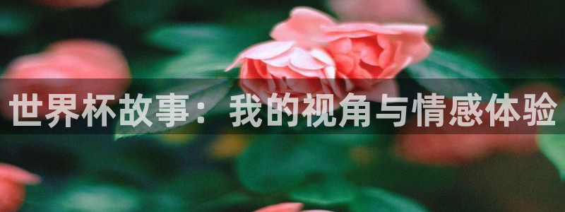 世界杯比赛：世界杯故事：我的视角与情感体验